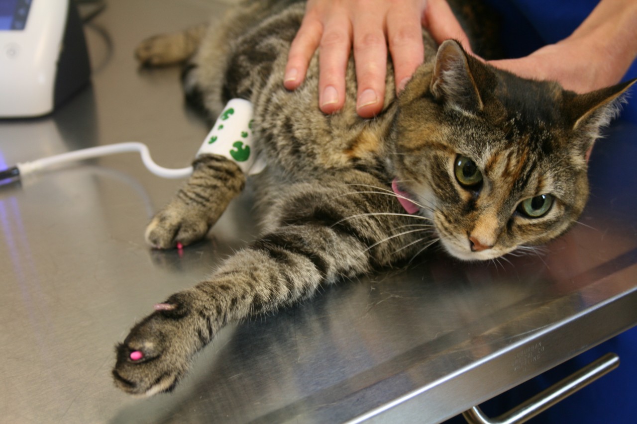 When should veterinary blood pressure cuffs be replaced?