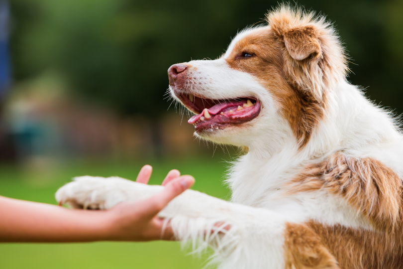 Dog-with-paw-at-hear-level