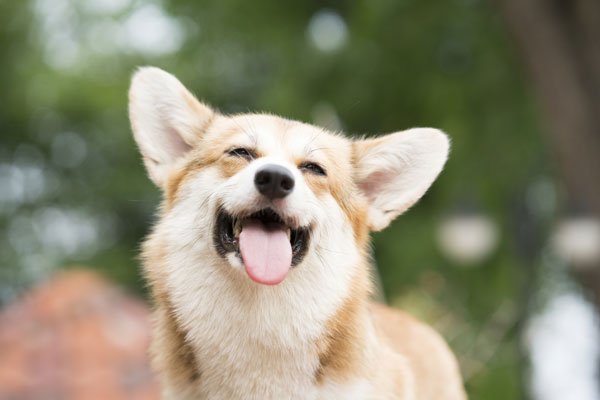 happy corgi