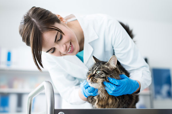5 Factors That Can Affect Your Pet’s Blood Pressure Readings