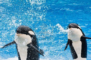 Orcas spit water at viewers